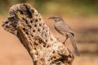 Arizona-Santa Cruz County Curve-billed thrasher feeding Art Print